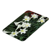 イースターリリー(リリアムレゲール) マグネット (左側)