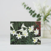 イースターリリー(リリウムリガレ) シーズンポストカード (スタンド正面)