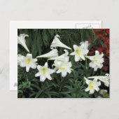 イースターリリー(リリウムリガレ) シーズンポストカード (正面/裏面)