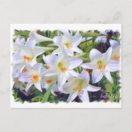 イースターリリー[葉書] ポストカード