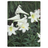 イースターリリー (Lilium regale) クリップボード (裏面)