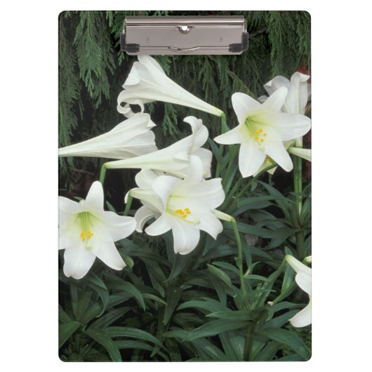 イースターリリー (Lilium regale) クリップボード (正面)