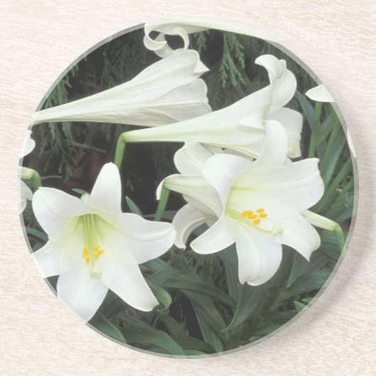 イースターリリー (Lilium regale) コースター (正面)