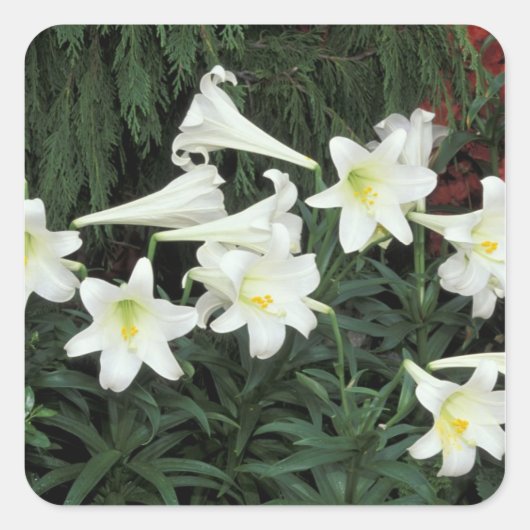 イースターリリー (Lilium regale) スクエアシール (正面)