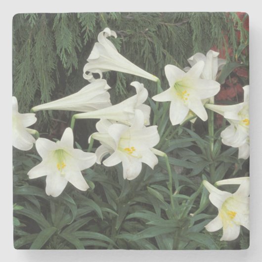 イースターリリー (Lilium regale) ストーンコースター (正面)