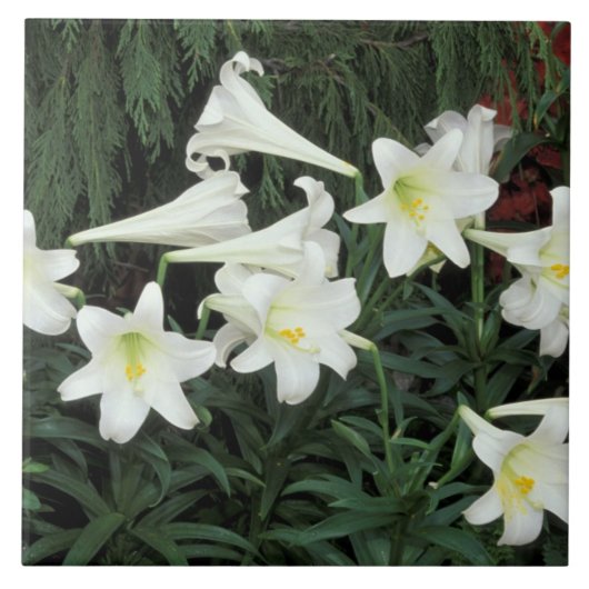 イースターリリー (Lilium regale) タイル (正面)
