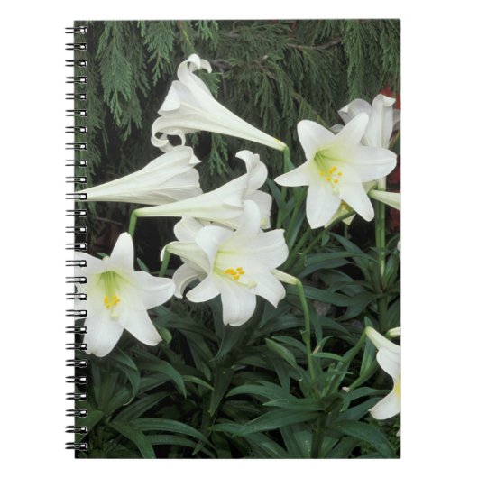イースターリリー (Lilium regale) ノートブック (正面)