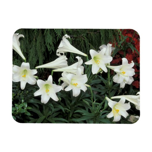 イースターリリー (Lilium regale) マグネット (横)