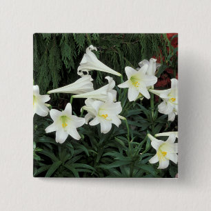 イースターリリー (Lilium regale) 缶バッジ