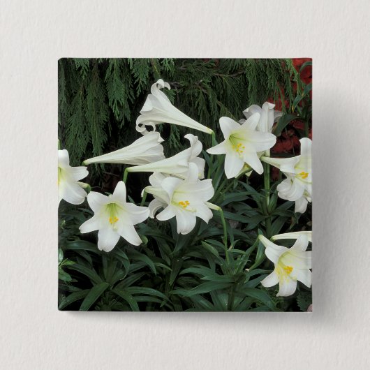 イースターリリー (Lilium regale) 缶バッジ (正面)