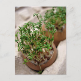 イースター卵はがきグリーンガーデンクレスト シーズンポストカード