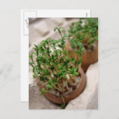 イースター卵はがきグリーンガーデンクレスト シーズンポストカード (正面/裏面)