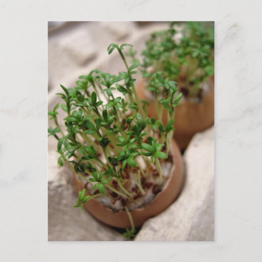 イースター卵はがきグリーンガーデンクレスト シーズンポストカード (正面)