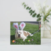 イースター谷のブルドッグ シーズンポストカード (スタンド正面)