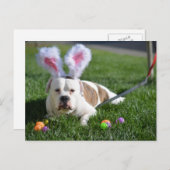 イースター谷のブルドッグ シーズンポストカード (正面/裏面)