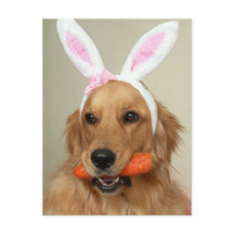 イースター間抜けバニーの耳を持つゴールデンレトリバー犬