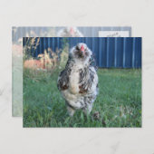 イースター・エガー・ルースター シーズンポストカード (正面/裏面)