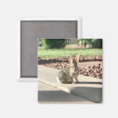 イースター スプリング うさぎ 写真 マグネット (正面/裏面)