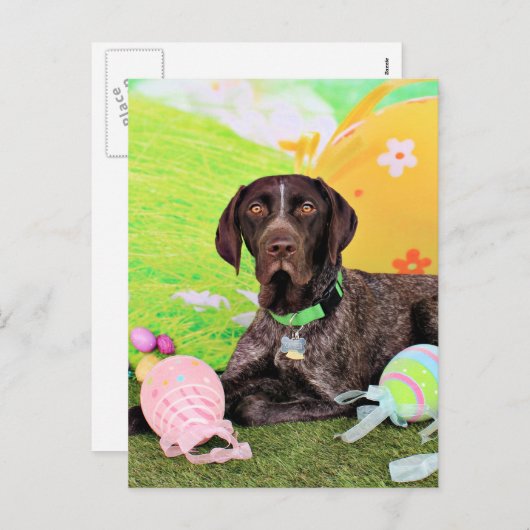 イースター – ドイツ語ショートヘアのポインタ – Kaiser シーズンポストカード (正面/裏面)