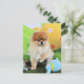 イースター – ポメラニア犬 – デクスター シーズンポストカード (スタンド正面)