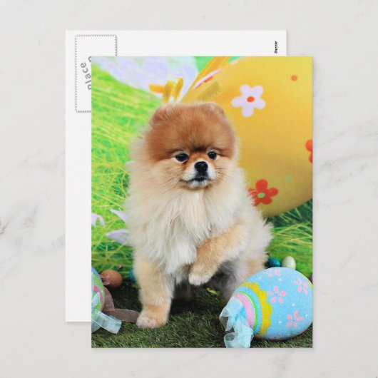 イースター – ポメラニア犬 – デクスター シーズンポストカード (正面/裏面)