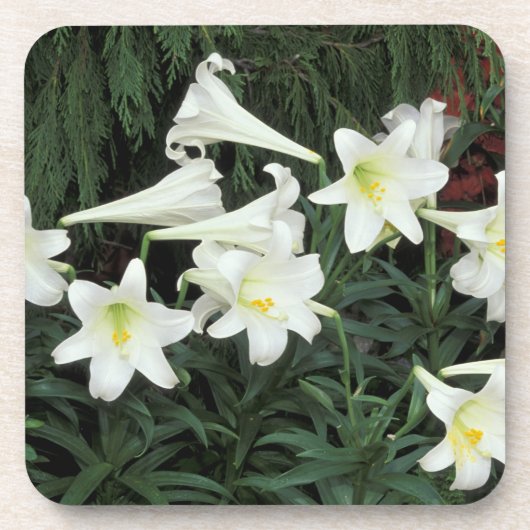 イースター・リリー (Lilium regale) コースター (正面)