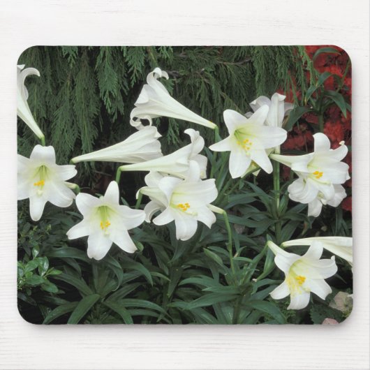 イースター・リリー (Lilium regale) マウスパッド (正面)