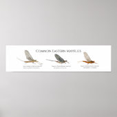 イーストコースト・メイフライ・アートのポスター ポスター (正面)