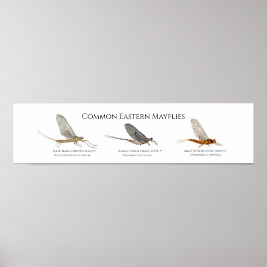 イーストコースト・メイフライ・アートのポスター ポスター (正面)