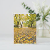 イーストモーランド秋の道と木の景色 ポストカード (スタンド正面)