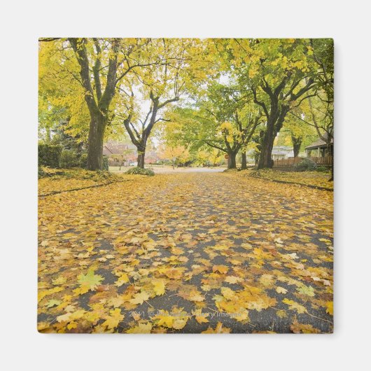 イーストモーランド秋の道と木の景色 マグネット (正面)