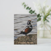 ウアラスカ島の男鴨ハーレクイン ポストカード (スタンド正面)