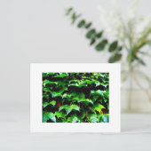 ウィグリーフィールドアイビー ポストカード (スタンド正面)