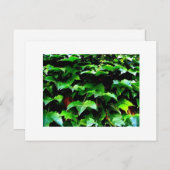 ウィグリーフィールドアイビー ポストカード (正面/裏面)