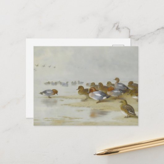 ウィゲオンとティール（緑がかった色）の水辺のアート ポストカード (正面/裏面インサイチュ)