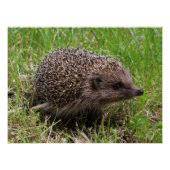 ウィスカー放浪者：白い胸のハリネズミ ポスター (正面)