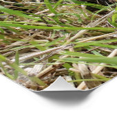 ウィスカー放浪者：白い胸のハリネズミ ポスター (コーナー)