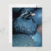 ウィスクレッド・アウクレット ポストカード (正面/裏面)