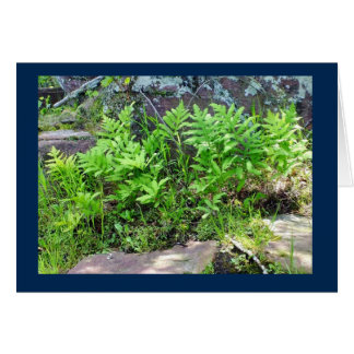 ウィスコンシンの空白のなカードの造岩のシダ