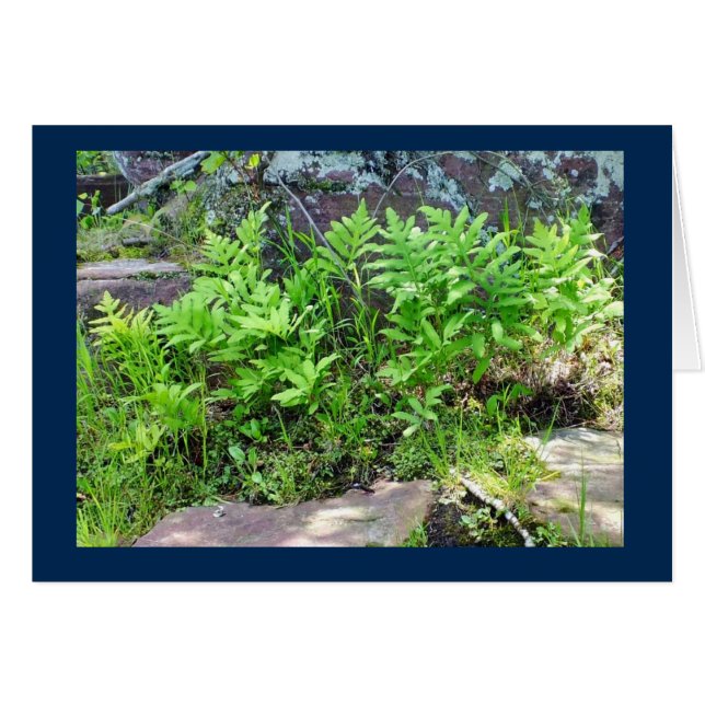 ウィスコンシンの空白のなカードの造岩のシダ (正面横)