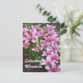 ウィスコンシンユリ ポストカード (スタンド正面)