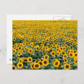 ウィスコンシン州ひまわり畑 ポストカード (正面/裏面)