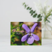 ウィスコンシン州花:バイオレット ポストカード (スタンド正面)