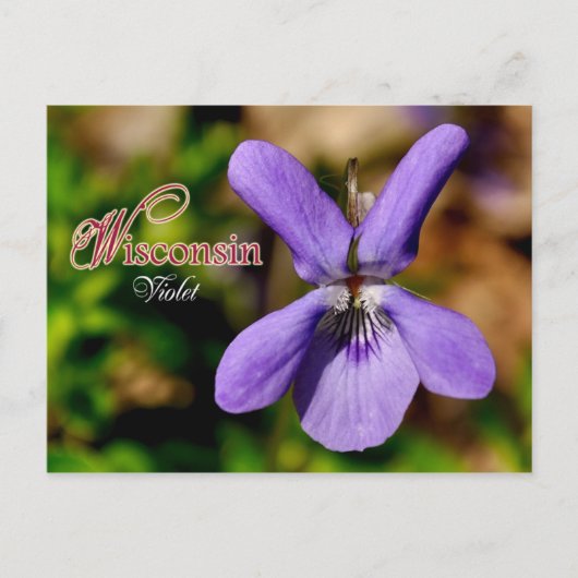 ウィスコンシン州花:バイオレット ポストカード (正面)