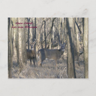 ウィスコンシン州，ラクロス，グースアイランド ポストカード