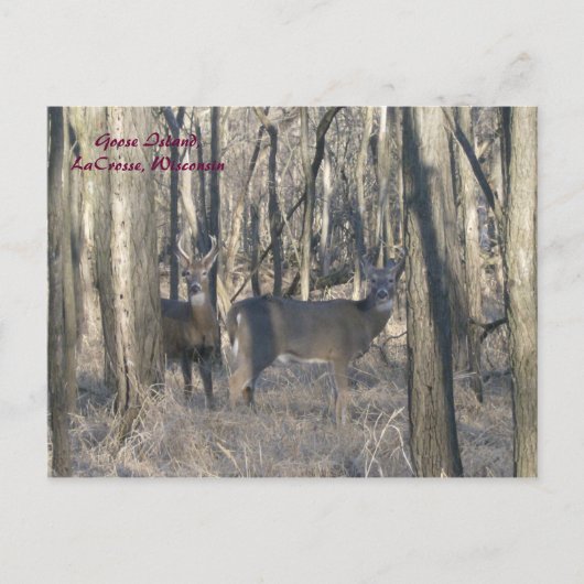 ウィスコンシン州，ラクロス，グースアイランド ポストカード (正面)