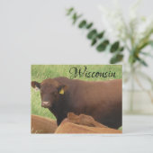 ウィスコンシン牛の写真おみやげポストカード ポストカード (スタンド正面)