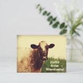 ウィスコンシン牛の写真はがき ポストカード (スタンド正面)