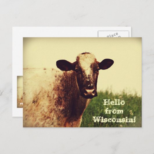 ウィスコンシン牛の写真入りポストカード ポストカード (正面/裏面)