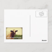 ウィスコンシン牛の写真入りポストカード ポストカード (裏面)